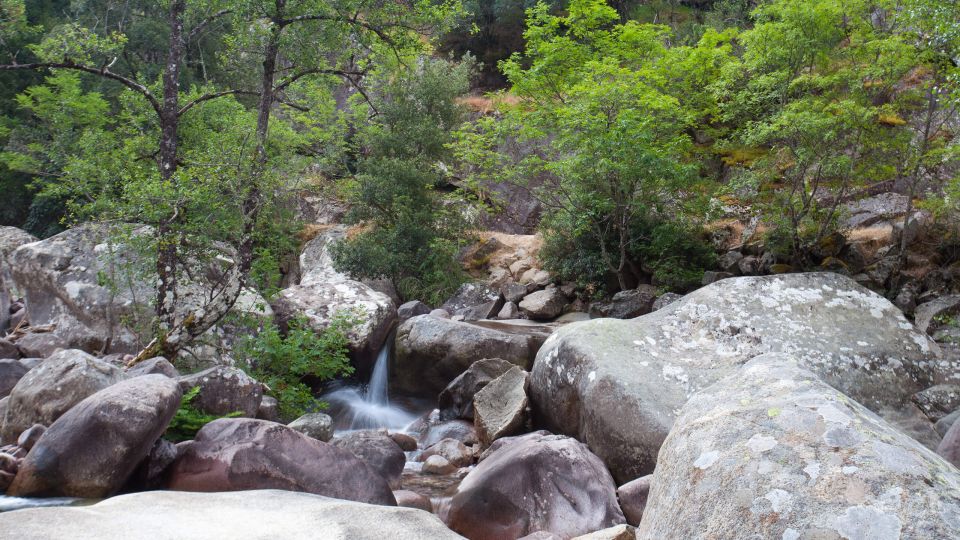 Forêt de Bonifato - Corse