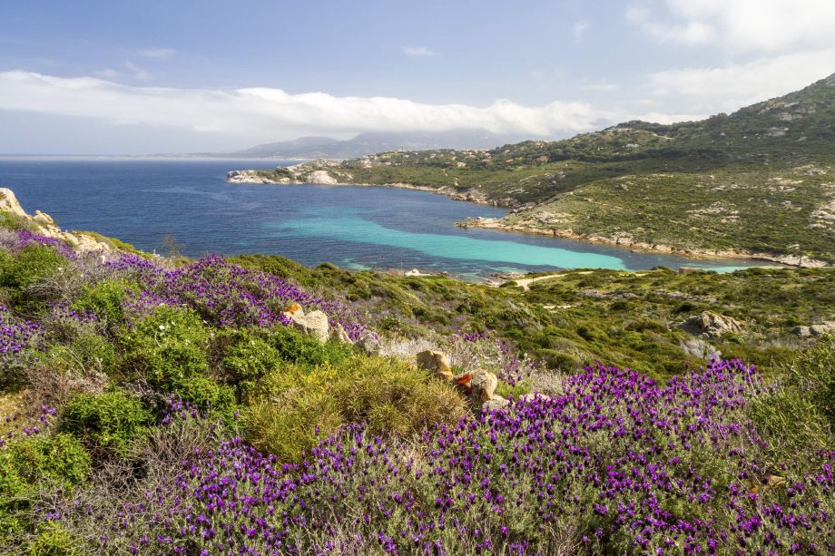 Explorez la beauté sauvage de Calvi depuis la villa