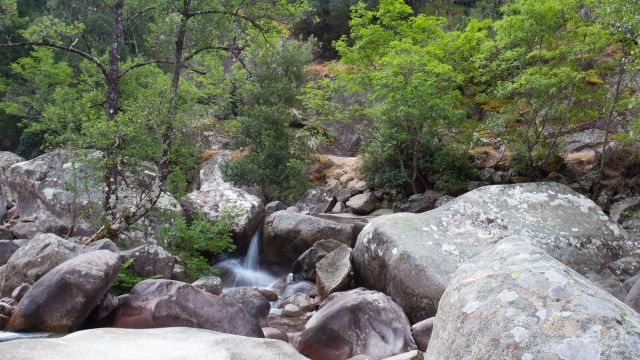 Forêt de Bonifato - Corse