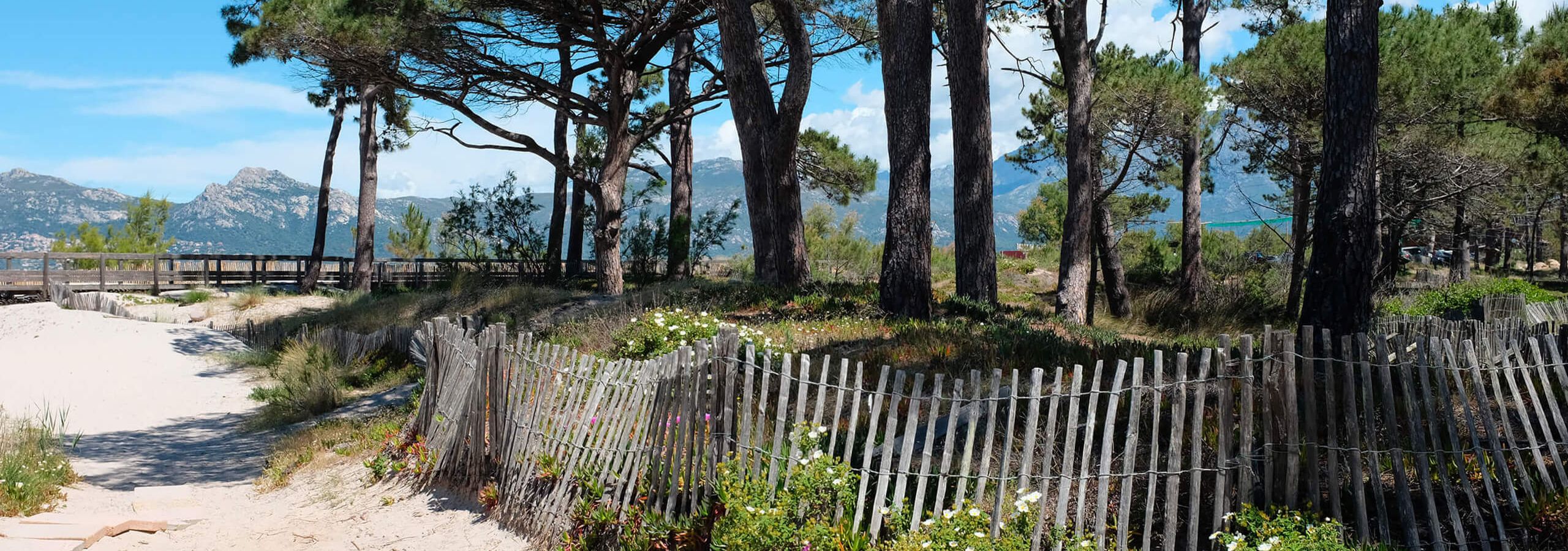 The Calvi Pine Forest